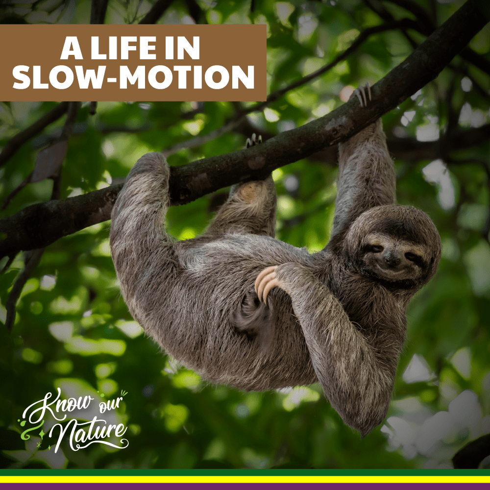 A life in slow-motion