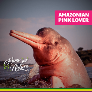 Amazonian Pink Lover