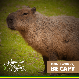 Don’t worry, be capy.