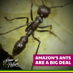 Amazon’s ants are a big deal