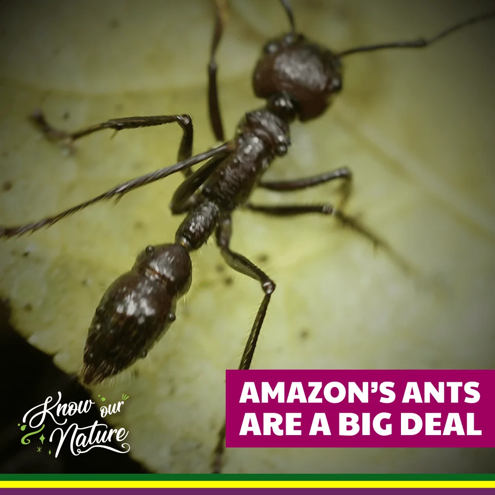 s ants are a big deal - RioZonas Açai