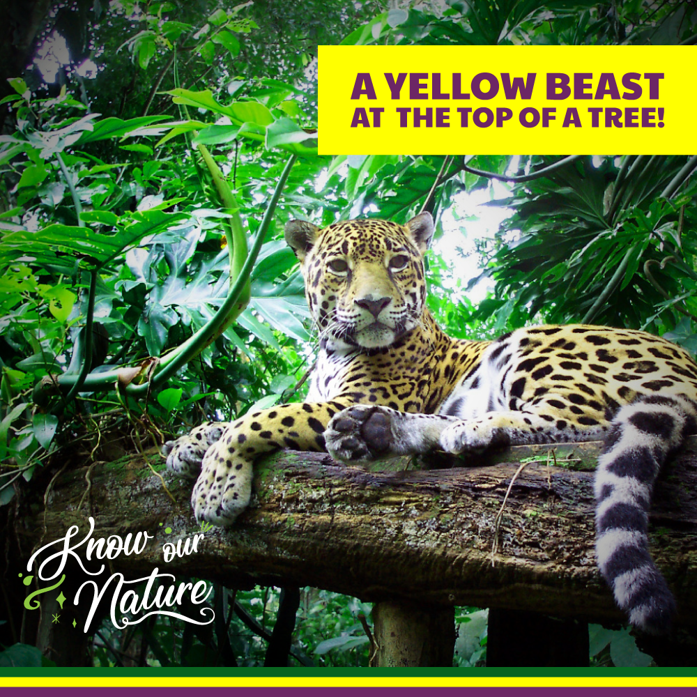A Yellow Beast at  the top of a tree!