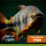 The Jumping Fish