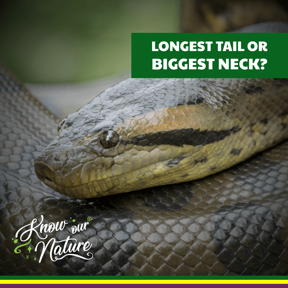 Longest tail or biggest neck? - RioZonas Açai