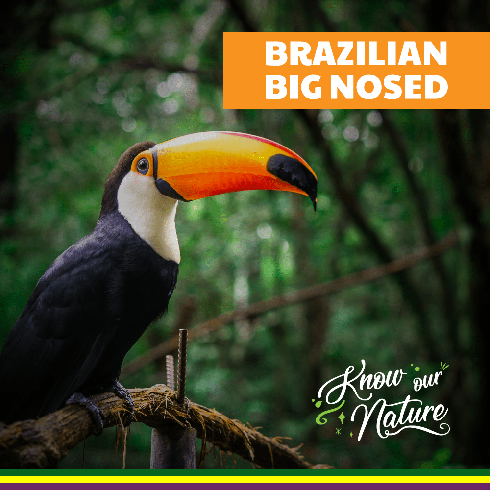 Brazilian Big-Nosed