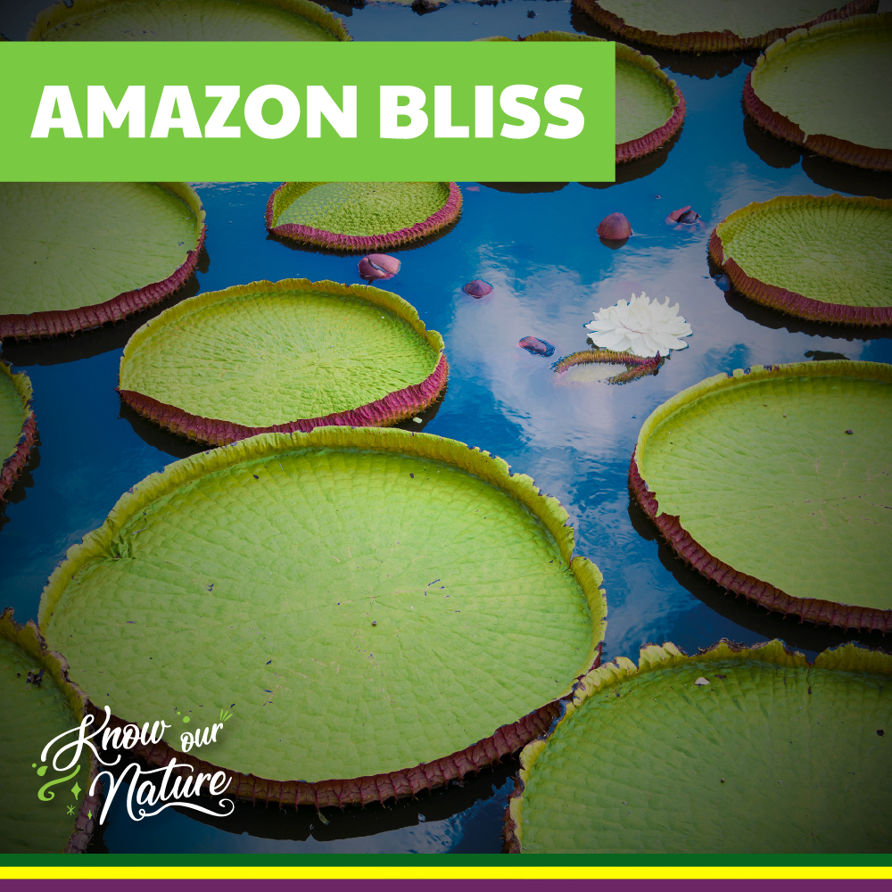 Amazon bliss